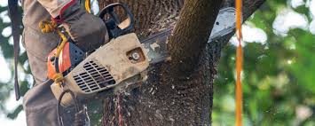 Best Tree Risk Assessment  in Southside Place, TX