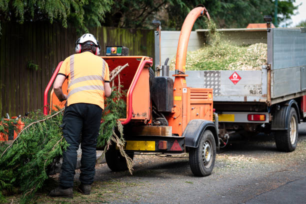 Organic Lawn Care Solutions in Southside Place, TX