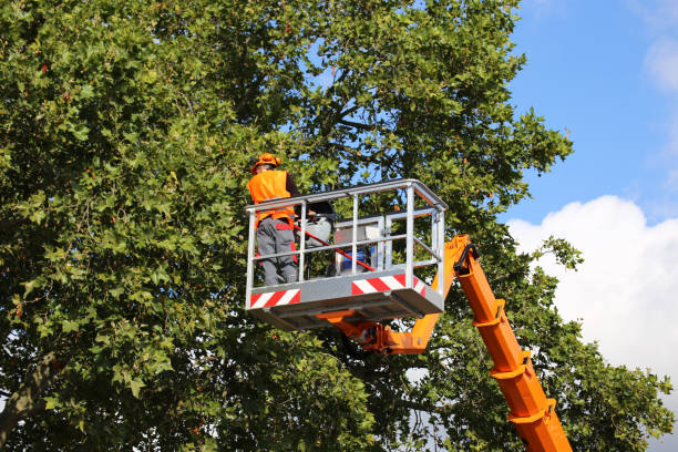 Best Tree Trimming and Pruning  in Southside Place, TX