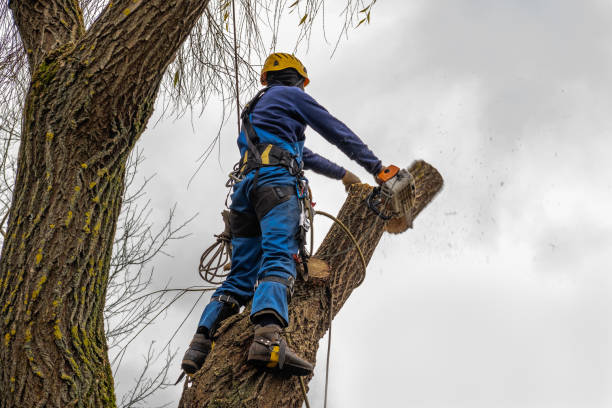 Professional Tree Services in Southside Place, TX